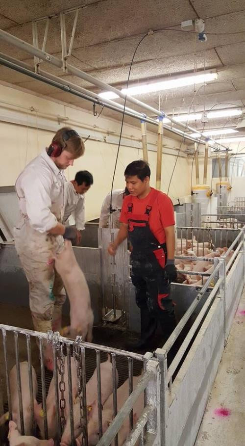 Từ năm 2016, Công ty Chăn nuôi Phước Hòa, công ty con của Tập đoàn Hòa Phát, đã triển khai dự án trại nuôi lợn lớn tại địa phận xã Minh Đức, Bình Phước. Ảnh: TTXVN.