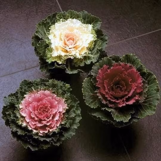 Từ lúc gieo hạt cho tới lúc cây bắp cải cảnh thành phẩm mất khoảng 3 - 4 tháng. Ảnh: Facebook.