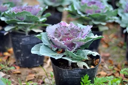 Bắp cải có có 2 màu lá chính: màu xanh ở những tán lá bên ngoài và những tán lá trong cùng có màu tím rất đẹp. Ảnh: Giaoducvn.