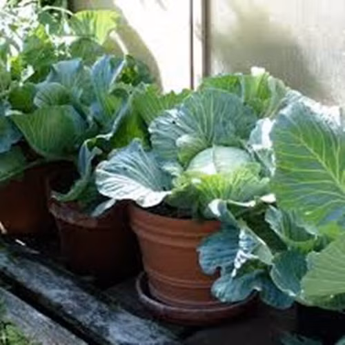 Trời càng rét thì bắp cải cuốn càng chặt. Ảnh: ImgCop.