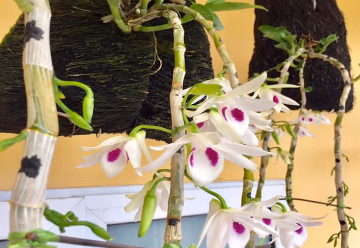 Mới chơi, bạn nên chọn những cây lan đã trưởng thành, nếu cả khóm đã được trồng trong vườn nhà càng tốt vì cây khỏe, dễ trồng và dễ sống.