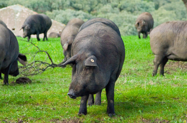 Quy trình nuôi lợn Iberico cũng được tiến hành rất nghiêm ngặt. Ngay sau khi cai sữa, lợn con được nuôi bằng lúa mạch và ngô trong vài tuần. Ảnh: Printest.