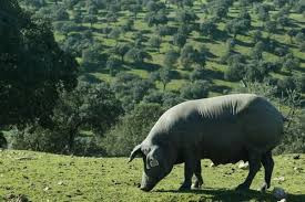 Quy định về việc nuôi lợn Iberico cũng nghiêm cấm sử dụng các chất kích thích tăng trưởng. Ảnh: Getty.