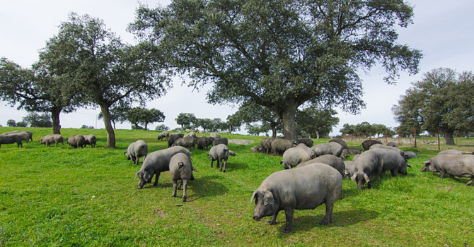 Trong quá trình chăn nuôi, không ít chủ trang trại đã mở nhạc hòa tấu để phục vụ heo. Ảnh: Getty.