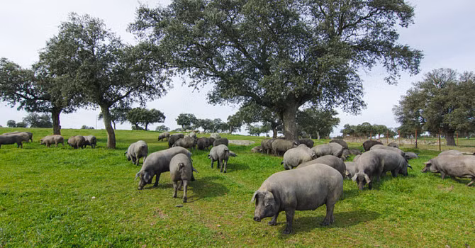 Trong quá trình chăn nuôi, không ít chủ trang trại đã mở nhạc hòa tấu để phục vụ heo. Ảnh: Getty.