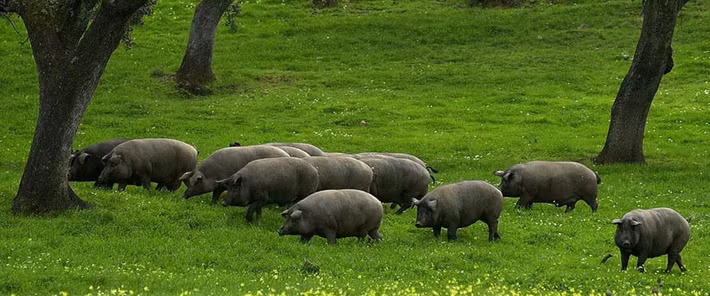 Giống lợn đặc biệt này có nguồn gốc từ sự lai tạo của loại heo rừng và heo đặc hữu của vùng Địa Trung Hải. Chúng chỉ được tìm thấy tại phía nam Tây Ban Nha và Bồ Đào Nha. Ảnh: Wineandfood.