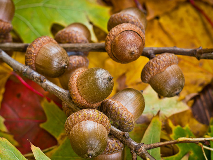 Sau đó lợn được chăn thả tự nhiên để ăn hạt dẻ sồi, các loại đậu, ngũ cốc, cỏ, thảo mộc (chỉ có ở vùng Địa Trung Hải) cho tới khi giết mổ. Thời gian nuôi ít nhất 12 tháng, trọng lượng đạt từ 100 – 115 kg. Ảnh: Getty.