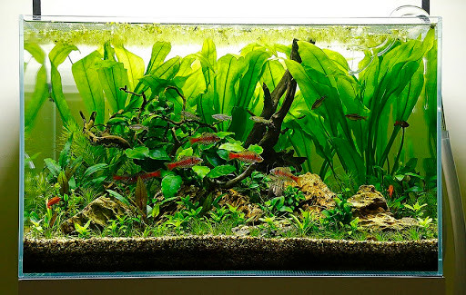 Ngoài ra, để có một bể thủy sinh, người chơi phải có đủ các yếu tố như ánh sáng, khí CO2, nhiệt độ nước, phân...cùng các loại tép, cá cảnh.