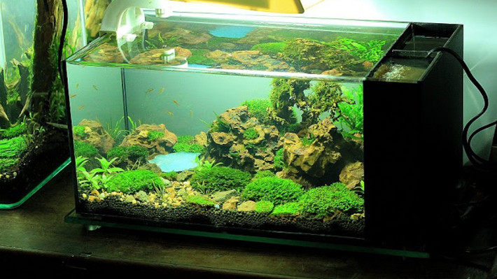 Thú chơi thủy sinh cũng đòi hòi lắm công phu. Gia đình nào không có thời gian chăm sóc phải thuê người thì số tiền cũng lên tới cả triệu đồng/tháng. Nguồn ảnh: Internet