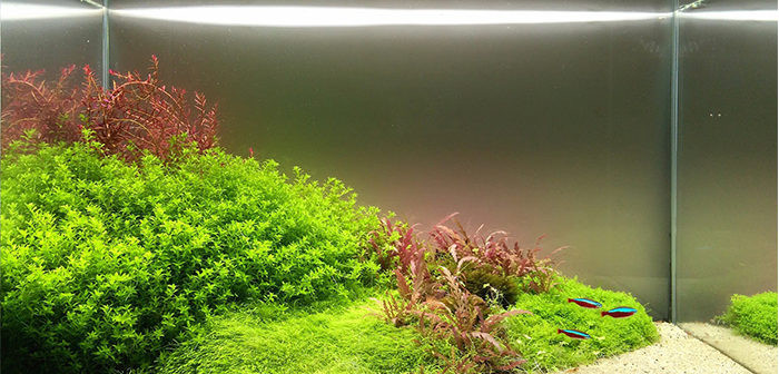 Nhiều loại cây thủy sinh như tiêu thảo, ráy, dương xỉ, các dòng bucep,... giá dao động từ vài chục ngàn cho đến hàng triệu đồng, tùy vào mức độ quý hiếm.