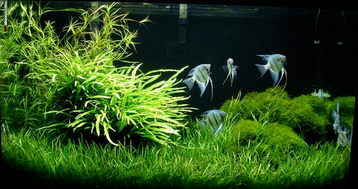 Loại rẻ hơn như pandora, boyan vài trăm ngàn/bụi. Các chủng loại khác như dương xỉ từ 100.000-1 triệu đồng/bụi, các loại ráy giá cũng vô cùng đa dạng từ một vài trăm đến cả triệu đồng một ngọn.