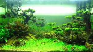 Trong đó đắt nhất là hệ thống đèn, lọc. Chi phí tăng phụ thuộc vào kích cỡ bể và bố cục mà người chơi chọn.