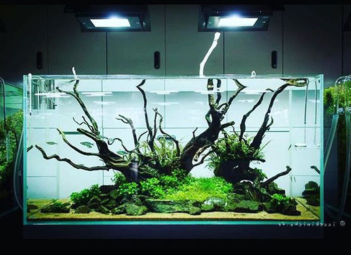 Có những người chơi đầu tư rất công phu, bể 1,5m nhưng lên tới cả trăm triệu đồng.