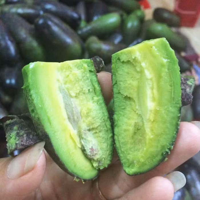 Theo Lệ, kích thước loại bơ này nhỏ, có vẻ phù hợp với các bé ăn dặm nên mua thử về xem sao. Không ngờ, loại bơ này lại ít hàng đến vậy. Ảnh: Internet.