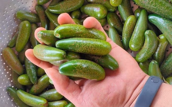 Bơ không hạt tí hon còn có tên gọi khác là bơ đực, bơ móng tay. Ảnh: Tổ quốc.