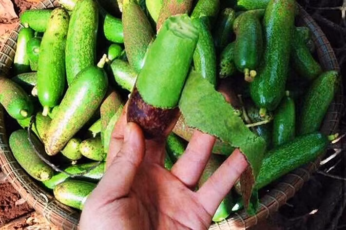 Một số người bán tiết lộ, đây là bơ lấy từ vườn ở Đà Lạt (Lâm Đồng). Do đầu vụ thu hoạch cộng với chi phí vận chuyển cao trong mùa dịch nên giá hơi cao. Ảnh: Traicaydungmap.