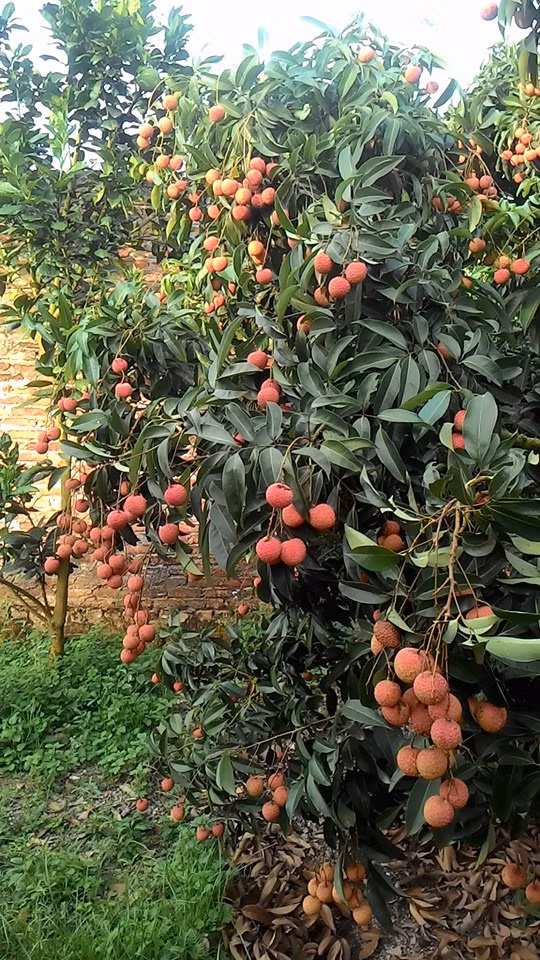 Có tiền, năm 1986, ông Hiền xây được nhà gỗ 5 gian vững chắc, sắm được tivi đen trắng, sau đó sắm được cái tivi màu. Ảnh: Facebook.