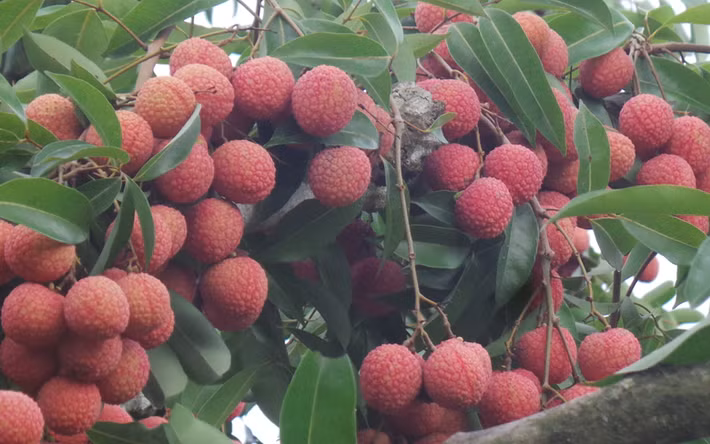 Năm 2018, vườn vải 1,1 ha của ông Tiên cho thu hoạch 19,5 tấn, bỏ túi gần 1 tỷ đồng. Ngoài lợi nhuận từ vải, ông còn chiết bán khoảng 10.000 cây vải giống, kiếm thêm 700 triệu đồng. Ảnh: VOV.