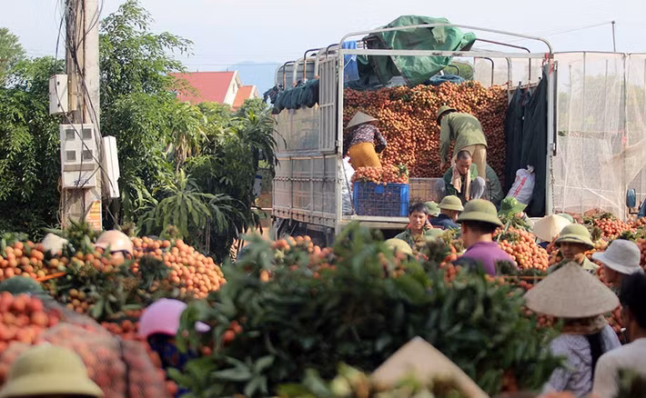 Năm nay, giá vải thiều cao đột biến, từ 45.000 - 50.000 đồng/kg, thậm chí có thời điểm 70.000 đồng/kg. Ảnh: Vietnamnet.