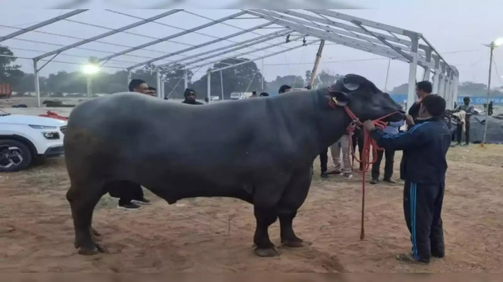 Bên cạnh chế độ ăn uống đầy đủ và thường xuyên xuất hiện tại nhiều sự kiện, Golu-2 còn được hưởng nhiều đặc quyền xa xỉ. Ảnh: Punjab Kesari