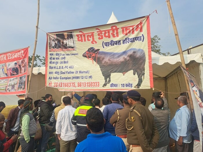 Xuất thân từ một ngôi làng ở Panipat, giá trị thị trường của Golu-2 được định giá khoảng 100 triệu Rupee (hơn 29 tỷ đồng). Ảnh: News18