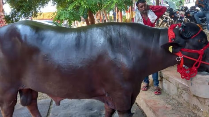Mỗi ngày, Golu-2 đi bộ 5km vào buổi sáng và buổi tối, sau đó tắm rửa, ăn uống và nghỉ ngơi. Ảnh: Telegraph India