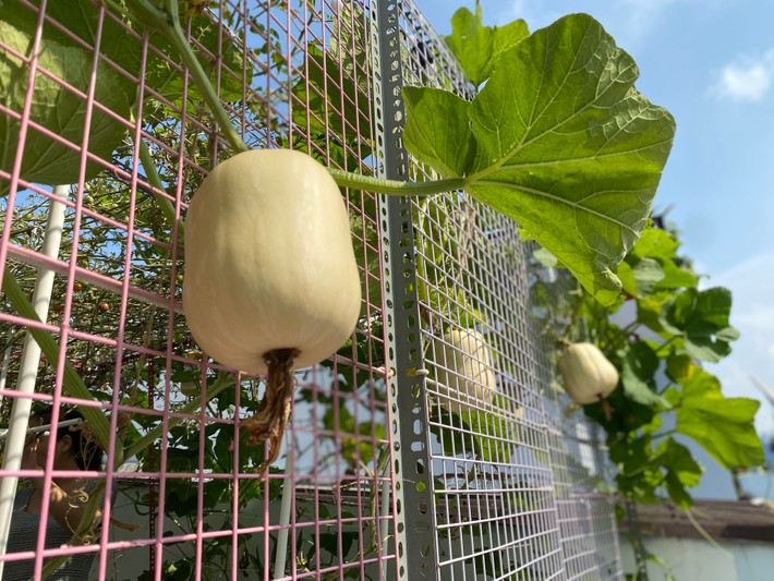 Bí sai quả đến nỗi chui tọt ra ngoài giàn.