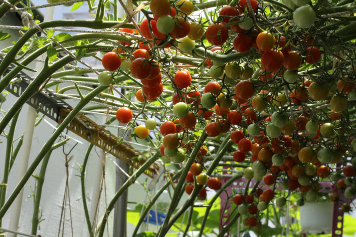 Ban đầu, anh Nguyện chỉ trồng một số loại rau dễ trồng. Tuy nhiên, sau một thời gian tìm hiểu, đến nay, khu vườn của anh đã có tới hơn 30 loại rau cải và một số cây trái như cà chua, bầu, bí...