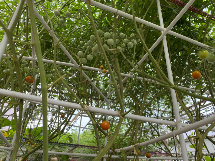 Giàn cà chua được làm bằng ống điện.