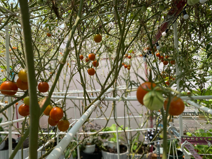 Cà chua sai trĩu cành trông thích mắt.