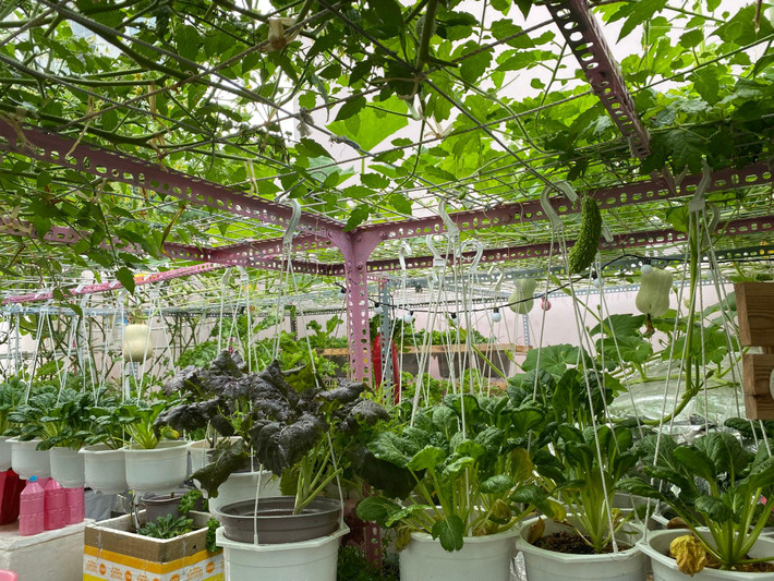 Ngoài cung cấp thực phẩm cho gia đình, vườn rau trên sân thượng còn giúp giáo dục các con thêm yêu thiên nhiên. Nguồn ảnh: FB Nguyen Phan