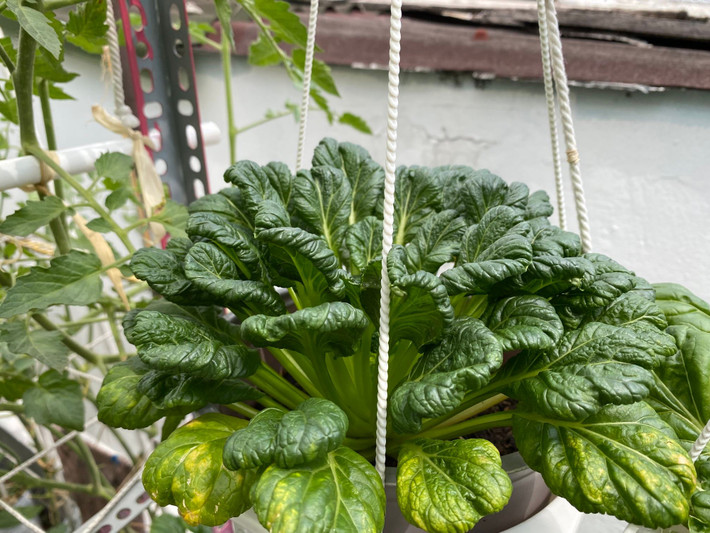 Cải hoa hồng xanh mướt.