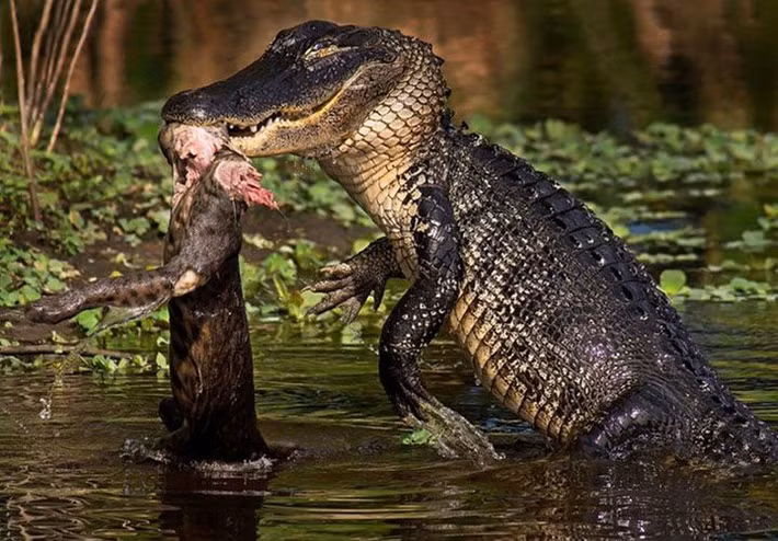 Chúng cũng được tạo hóa ban cho thính giác và khứu giác vô cùng nhạy bén.