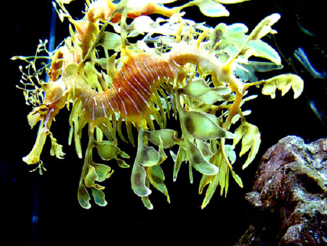 Hải long lá - 'rồng biển' đẹp mê hoặc như tranh - Hình 8 Hai long la - 'rong bien' dep me hoac nhu tranh-Hinh-8