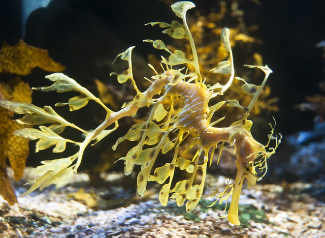 Hải long lá - 'rồng biển' đẹp mê hoặc như tranh - Hình 3 Hai long la - 'rong bien' dep me hoac nhu tranh-Hinh-3