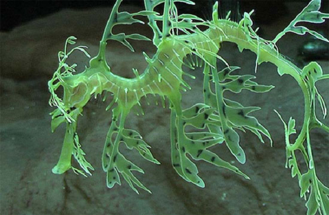 Hải long lá - 'rồng biển' đẹp mê hoặc như tranh - Hình 5 Hai long la - 'rong bien' dep me hoac nhu tranh-Hinh-5