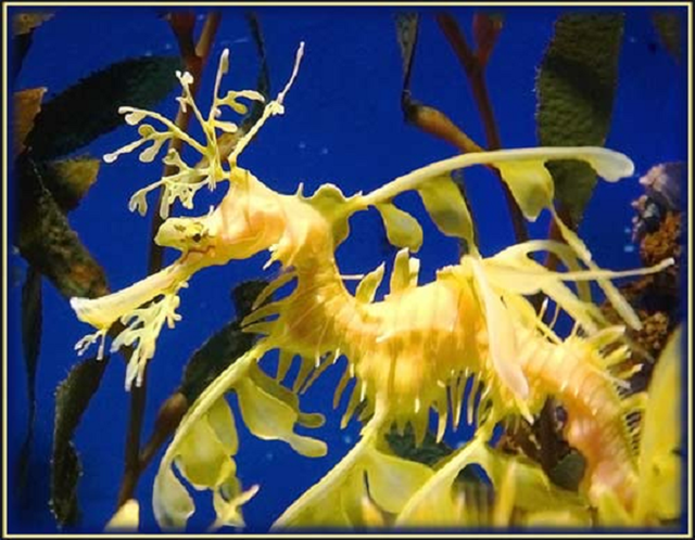 Hải long lá - 'rồng biển' đẹp mê hoặc như tranh - Hình 7 Hai long la - 'rong bien' dep me hoac nhu tranh-Hinh-7