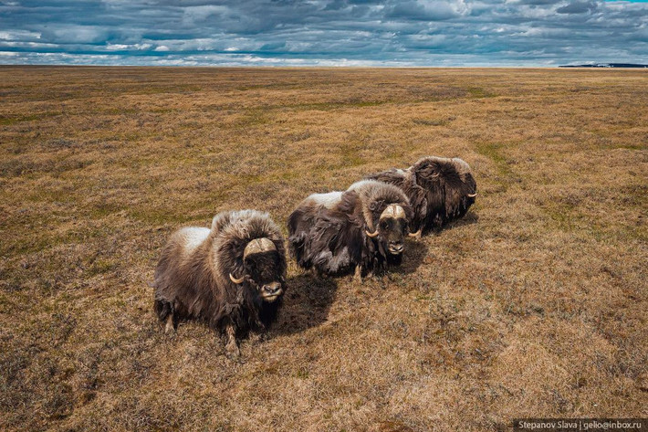 Bò xạ hương trên bán đảo Taymyr. Ảnh: Slava Stepanov.