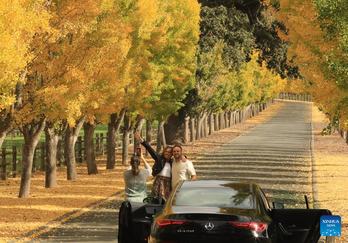 Khách du lịch tạo dáng chụp ảnh dưới hàng cây bạch quả vàng rực ở thung lũng Napa ngày 4/11/2025.