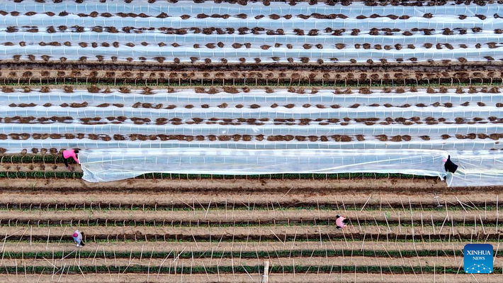 Ảnh chụp từ máy bay không người lái cho thấy người dân phủ ni lông lên những luống cây trên một cánh đồng ở Lâm Nghi, tỉnh Sơn Đông, miền Đông Trung Quốc, ngày 11/12. Ảnh: Xinhua News.
