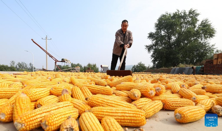 Một người dân phơi ngô ở sân tại thị trấn Xiulin, huyện Tĩnh Hưng, thành phố Thạch Gia Trang, tỉnh Hà Bắc, miền bắc Trung Quốc, ngày 15/10/2025.