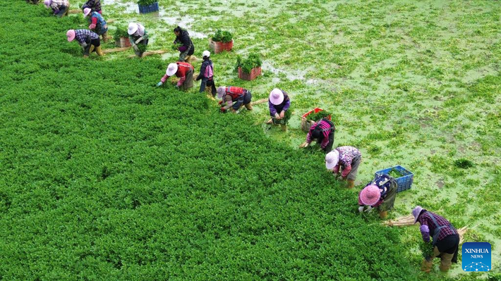 Một bức ảnh chụp bằng máy bay không người lái vào ngày 19/11/2025 cho thấy cảnh những người nông dân đang thu hoạch rau ở Hạ Châu, Khu tự trị dân tộc Choang Quảng Tây, miền nam Trung Quốc.