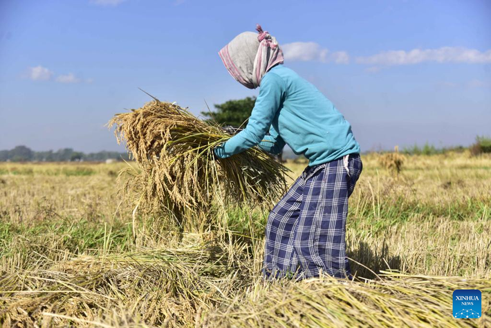 Các bó lúa sẽ được sắp xếp gọn gàng. Ảnh: Xinhua News.