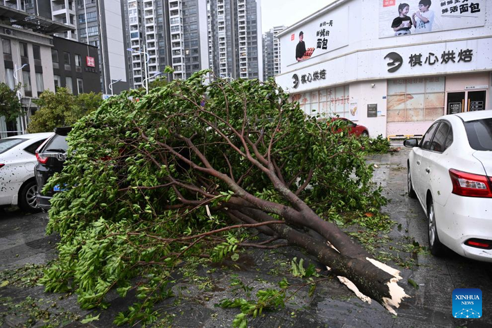 Một cành cây gãy rơi xuống khu vực bãi đậu xe ở thành phố Dương Giang ngày 24/9. Ảnh: THX.