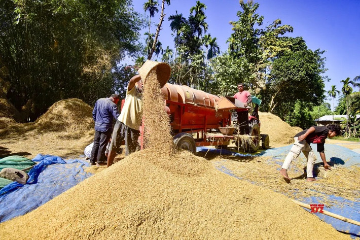 Máy tuốt lúa được sử dụng ở làng Bamuni, Nagaon, ngày 20/11/2025. Ảnh: IANS.