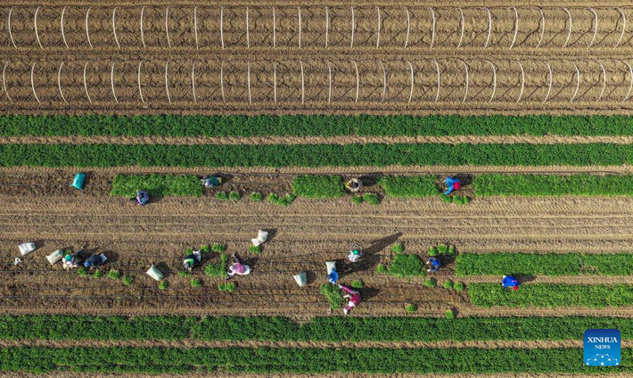 Bức ảnh chụp bằng máy bay không người lái ngày 18/11/2025 ghi lại cảnh người nông dân đang thu hoạch rau mùi ở Yutian, Đường Sơn, tỉnh Hà Bắc, miền Bắc Trung Quốc. (Nguồn ảnh: Xinhua News)