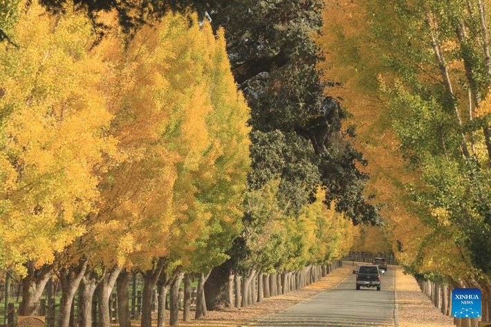 Con đường rực rỡ sắc thu ở thung lũng Napa.