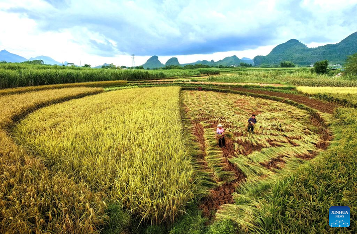Người dân thu hoạch lúa trên một cánh đồng ở thị trấn Thành Quan, Lai Tân, Khu tự trị dân tộc Choang Quảng Tây, miền nam Trung Quốc, ngày 15/10.