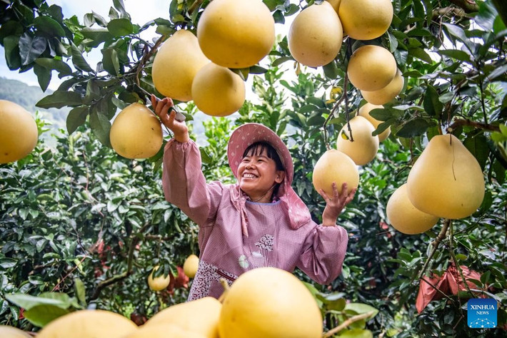 Một người dân phấn khởi khi thu hoạch bưởi ở huyện Tây Châu, Châu tự trị dân tộc Choang và Miêu Văn Sơn, tỉnh Vân Nam, tây nam Trung Quốc, ngày 15/10/2025.