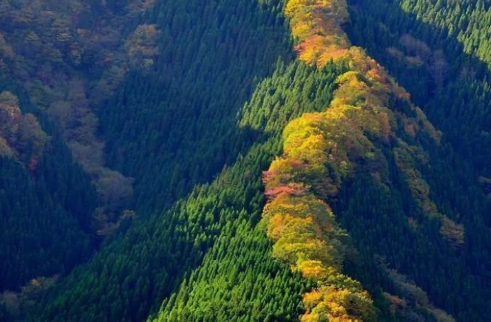 Hàng cây phong ở Nhật Bản nhìn từ trên cao. (Nguồn ảnh: Bored Panda)